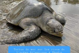 Tortue de mer